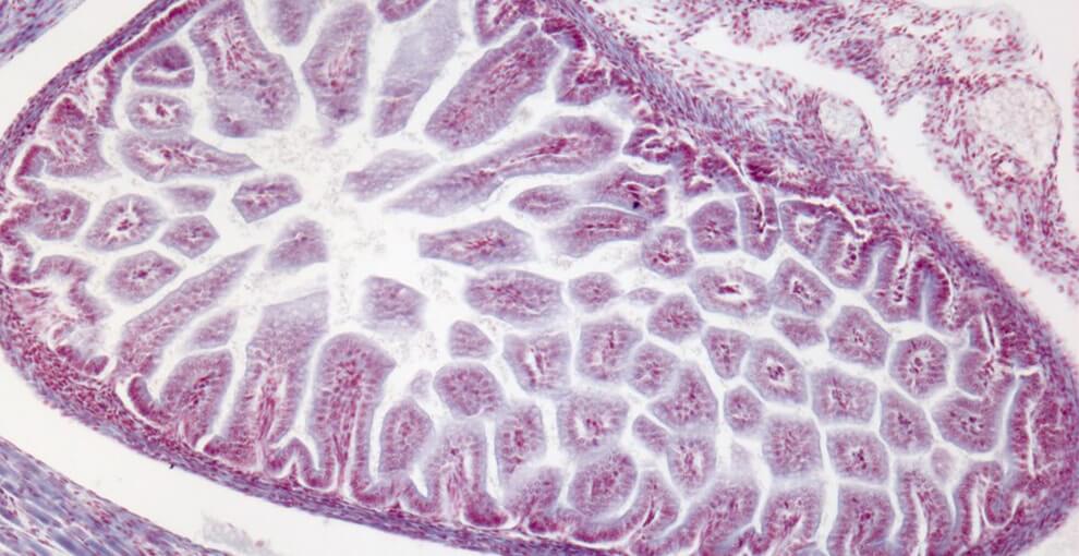 Histology & Cytology